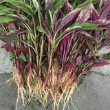 Zixia Red Amaranth Seeds - Willow-Leaf Variety, Medium-Late Maturing, Open/Protected Cultivation, Adaptable Growth