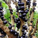 Grafteed Seedless Jabuticaba Fruit Brazilian Grape Tree Seeds
