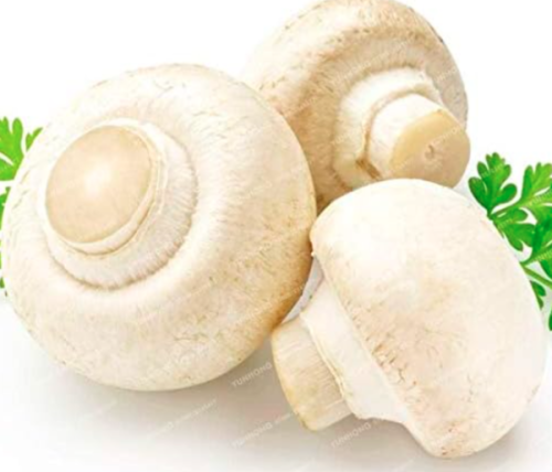 Rare Mushroom Seed Green Vegetable Organic Healthy Edible Vegetable (Color: 10)