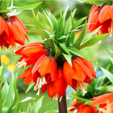 Crown Imperial Seed Wang Fritillaria Seed (Color: 2)