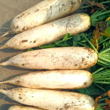 Hakudaikon Radish Seeds - F1 Hybrid, Bolt-Resistant, High-Yield, Crack-Resistant,Cold-Tolerant, Non-Hollow
