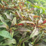 Zixia Red Amaranth Seeds - Willow-Leaf Variety, Medium-Late Maturing, Open/Protected Cultivation, Adaptable Growth