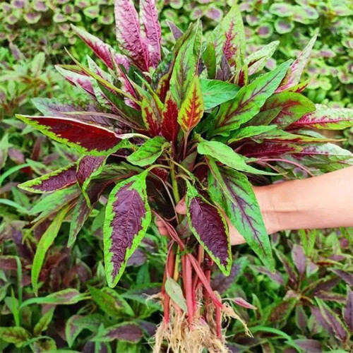 Zixia Red Amaranth Seeds - Willow-Leaf Variety, Medium-Late Maturing, Open/Protected Cultivation, Adaptable Growth