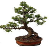 Chinese Elm Seed Woody Ulmus Pumila Tree Seed Perennial