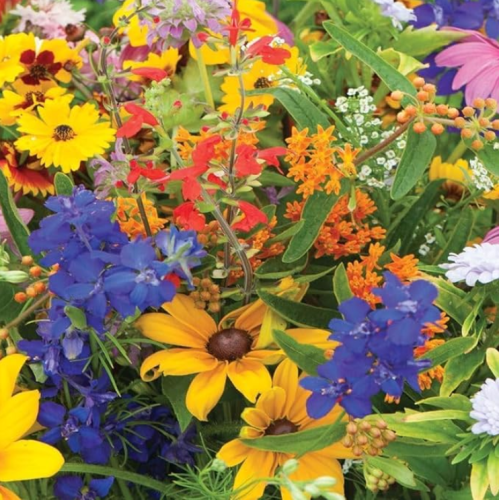 Hummingbird Seeds Mix