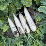 Hakudaikon Radish Seeds - F1 Hybrid, Bolt-Resistant, High-Yield, Crack-Resistant,Cold-Tolerant, Non-Hollow
