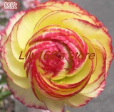 Ranunculus Asiaticus Flower Seeds (Color: A10)