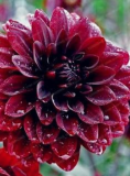 Multi-Colored Dahlia Bulbs Beautiful Perennial Dahlia (Color: 2)