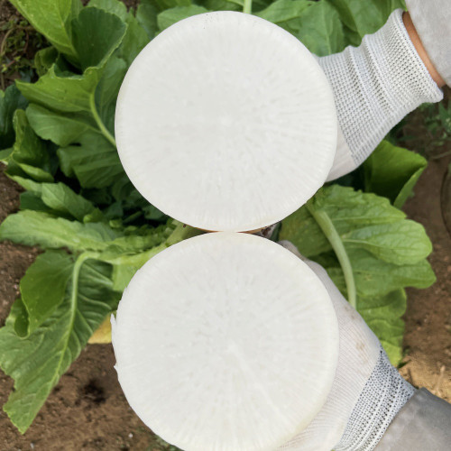 Hakudaikon Radish Seeds - F1 Hybrid, Bolt-Resistant, High-Yield, Crack-Resistant,Cold-Tolerant, Non-Hollow