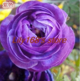 Ranunculus Asiaticus Flower Seeds  (Color: A14)
