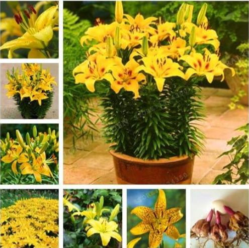 Yellow Lily Bulbs Indoor Plant Radiation Absorption