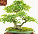 Green Maple Tree Seed Mini Acer Palmatum Thunb