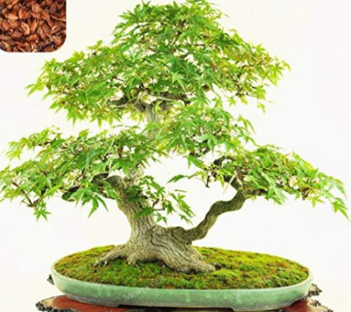 Green Maple Tree Seed Mini Acer Palmatum Thunb