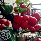 Synsepalum Dulcificum Seed Ornamental Plants