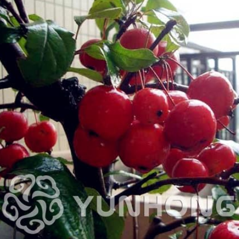 Synsepalum Dulcificum Seed Ornamental Plants