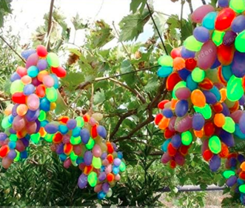 Colorful Grape Fruit Seed Rare Senior Courtyard Plants
