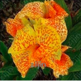 Multi-Color Perennial Canna Flower Seeds for Home Garden Planting