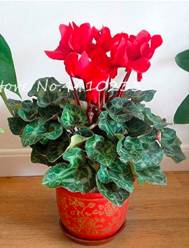 Cyclamen Seed Indoor Potted Flower Plants Perennial Flowering (Color: j)