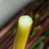 Xiaoye Hongcaitai Seeds, Purple Stem Cabbage, Cold Hardy, High Yield, Xiaoye Variety, Fast Growing