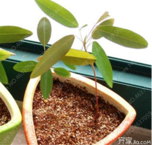 Dancing Grass Seeds Sweet Organic Potted Tree for Home Garden