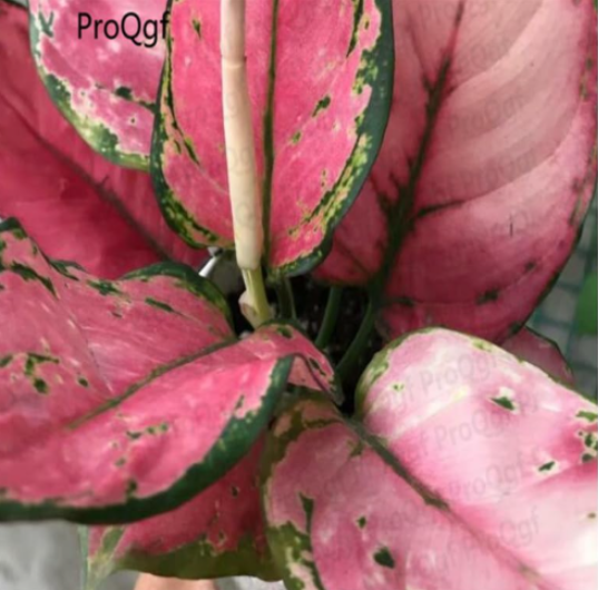 Aglaonema Pink Mini Plant - (Color: Root)