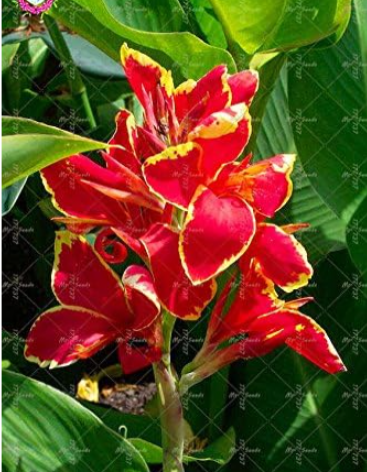 Mixed Colour Canna Lily Seeds Wonderful Foliage Perennial (Color: 7)