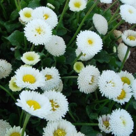 English Daisy Seeds Bellis Perennis Flower (Color: 3)