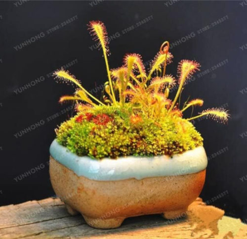 Drosera Peltata Seed Potted Plant Circular Sundew Carnivorous (Color: 1)