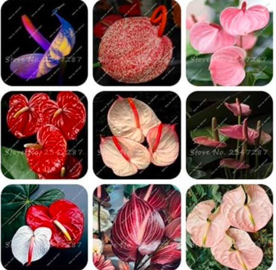 Mixed Color Anthurium Flower Seed Flores Balcony Potted