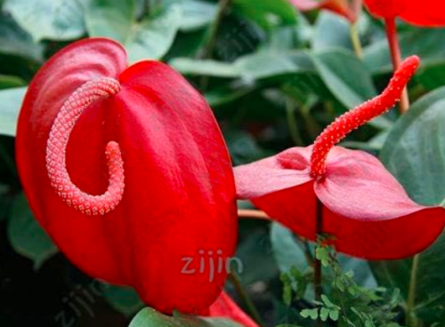 Anthurium Andraeanu plantas Balcony Potted Planting Anthurium Seed
