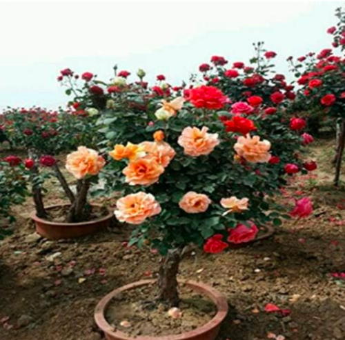 Rare Rosa Chinensis Dendroidal Rose Flower Tree Seed Rosa chinensis Plant - (Color: Mix)