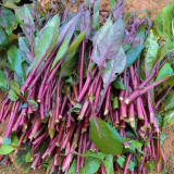 Xiaoye Hongcaitai Seeds, Purple Stem Cabbage, Cold Hardy, High Yield, Xiaoye Variety, Fast Growing
