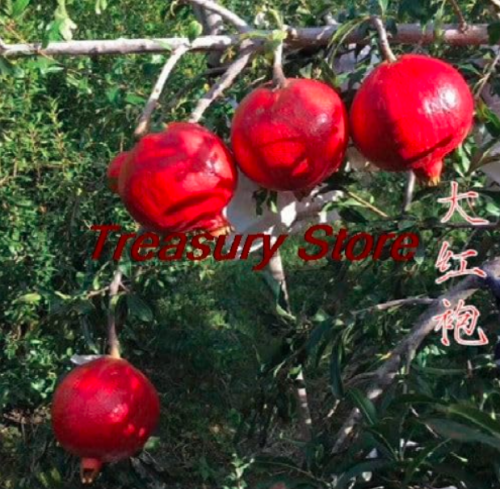 Rare Dwarf Pomegranate Tree Seed juicy health fruit Seeds - (Color: A22)