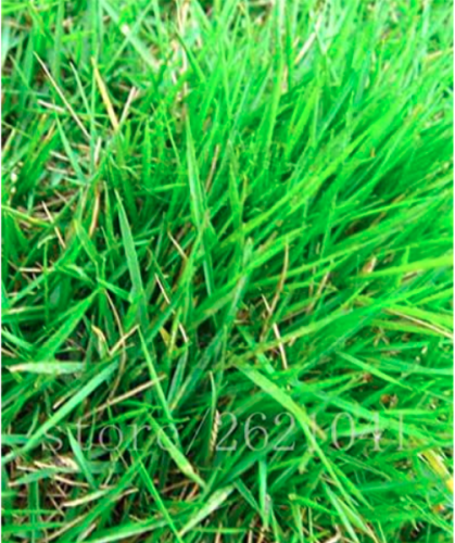 Zoysia Grass Seeds Beautiful Plant for Home Garden
