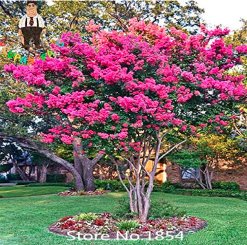 Lilac Tree Plants Garden Perennial Aromatic Plant Flower Plants Seeds