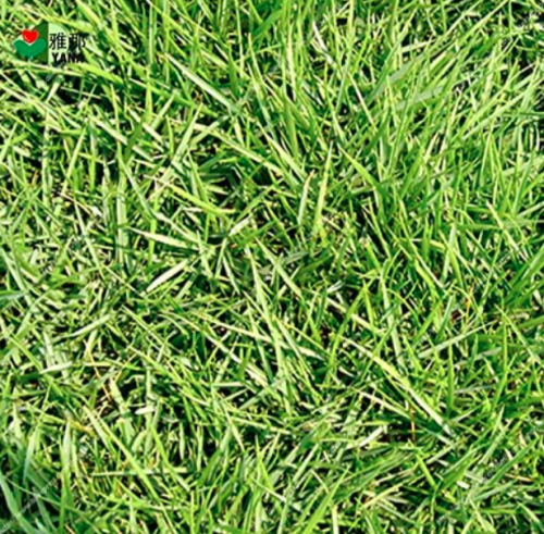 Zoysia Grass Seeds Beautiful Outdoor Plant Home Grass Garden
