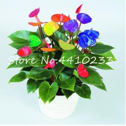 Colorful Flower Seed Anthurium Andraeanu Plants (Color: w)