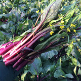 Xiaoye Hongcaitai Seeds, Purple Stem Cabbage, Cold Hardy, High Yield, Xiaoye Variety, Fast Growing