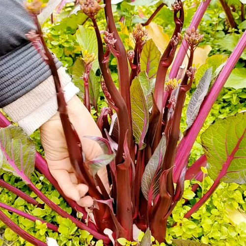 Xiaoye Hongcaitai Seeds, Purple Stem Cabbage, Cold Hardy, High Yield, Xiaoye Variety, Fast Growing