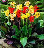 Mixed Colour Canna Lily Seeds Wonderful Foliage Perennial (Color: 9)