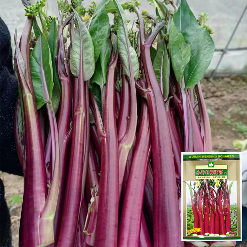 Xiaoye Hongcaitai Seeds, Purple Stem Cabbage, Cold Hardy, High Yield, Xiaoye Variety, Fast Growing