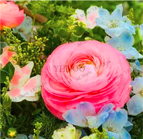 Ranunculus asiaticus Flower Seed for Home & Garden (Color: Mix)