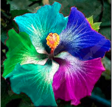 Rare giant hibiscus flower potted tree Seed for home garden - (Color: 23)
