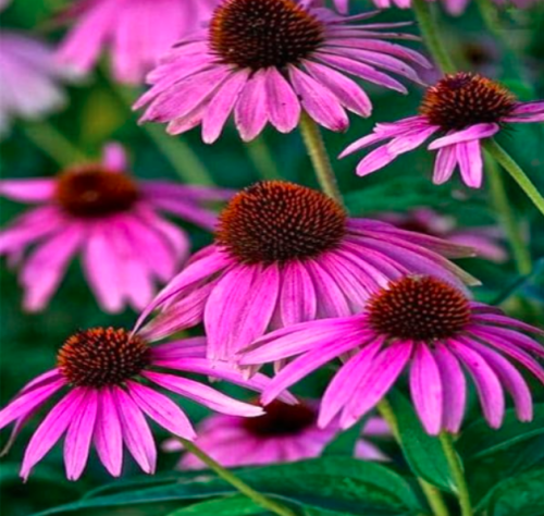 Echinacea Outdoor Flower Plant Germinate Seeds (Color: 11)