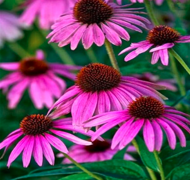 Echinacea Outdoor Flower Plant Germinate Seeds (Color: 11)