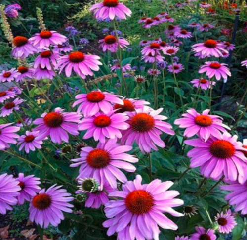 Echinacea Outdoor Flower Plant Germinate Seeds Coneflower