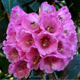 Rhododendron Azalea Seeds for Indoor & Outdoor