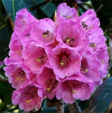 Rhododendron Azalea Seeds for Indoor & Outdoor