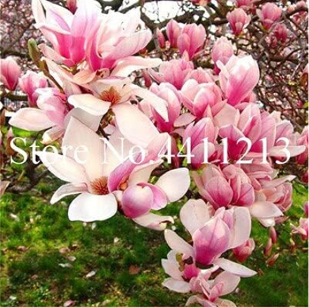 Magnolia Seeds Beautiful Flower (Color: 9)