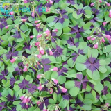 Rare Oxalis Versicolor Candy Cane Sorrel Seed (Color: 13)